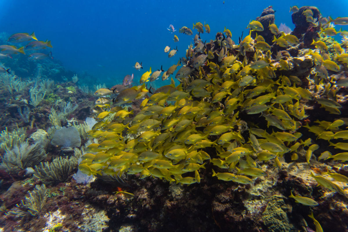 Museo bajo el agua en México 