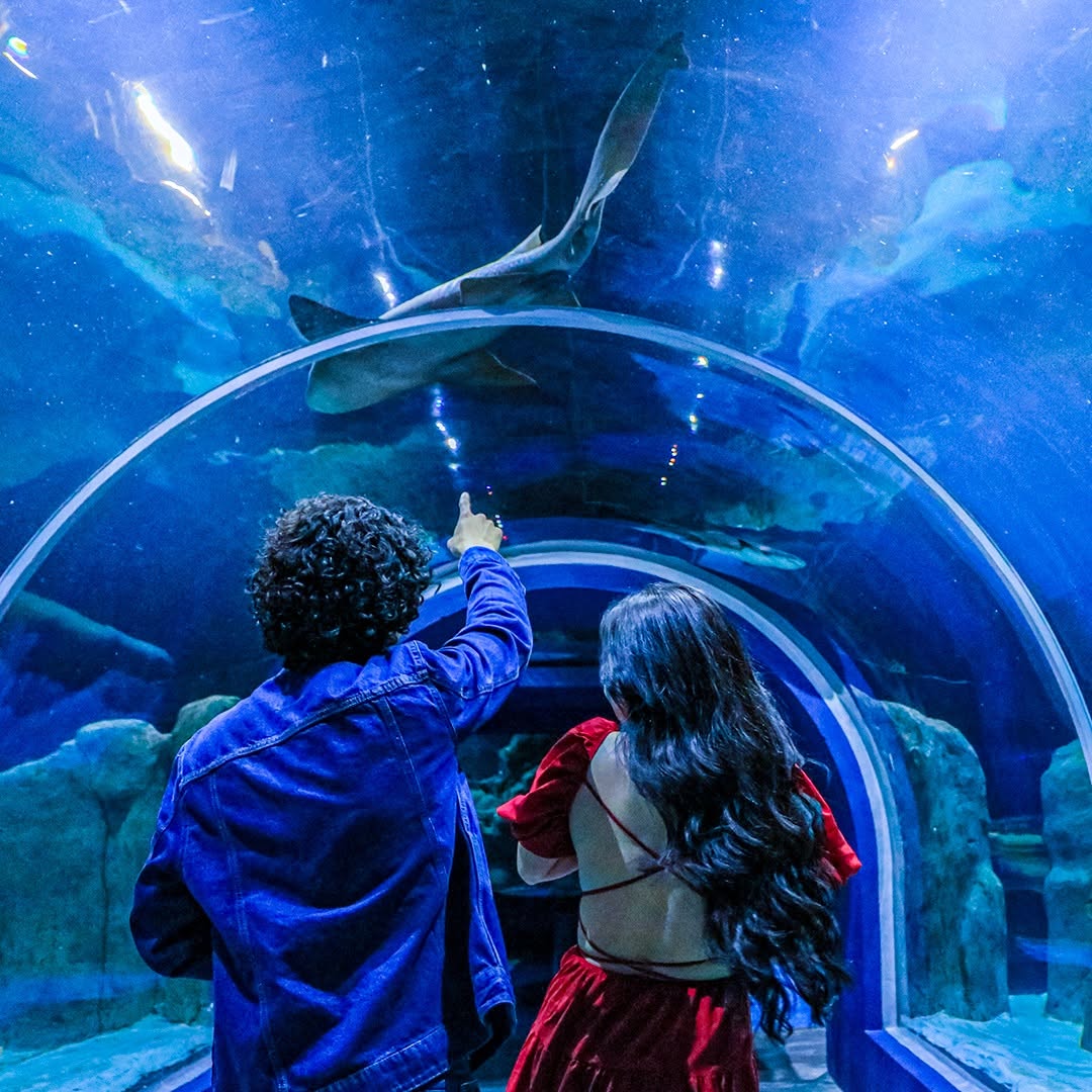 acuario michin parque tepeyac