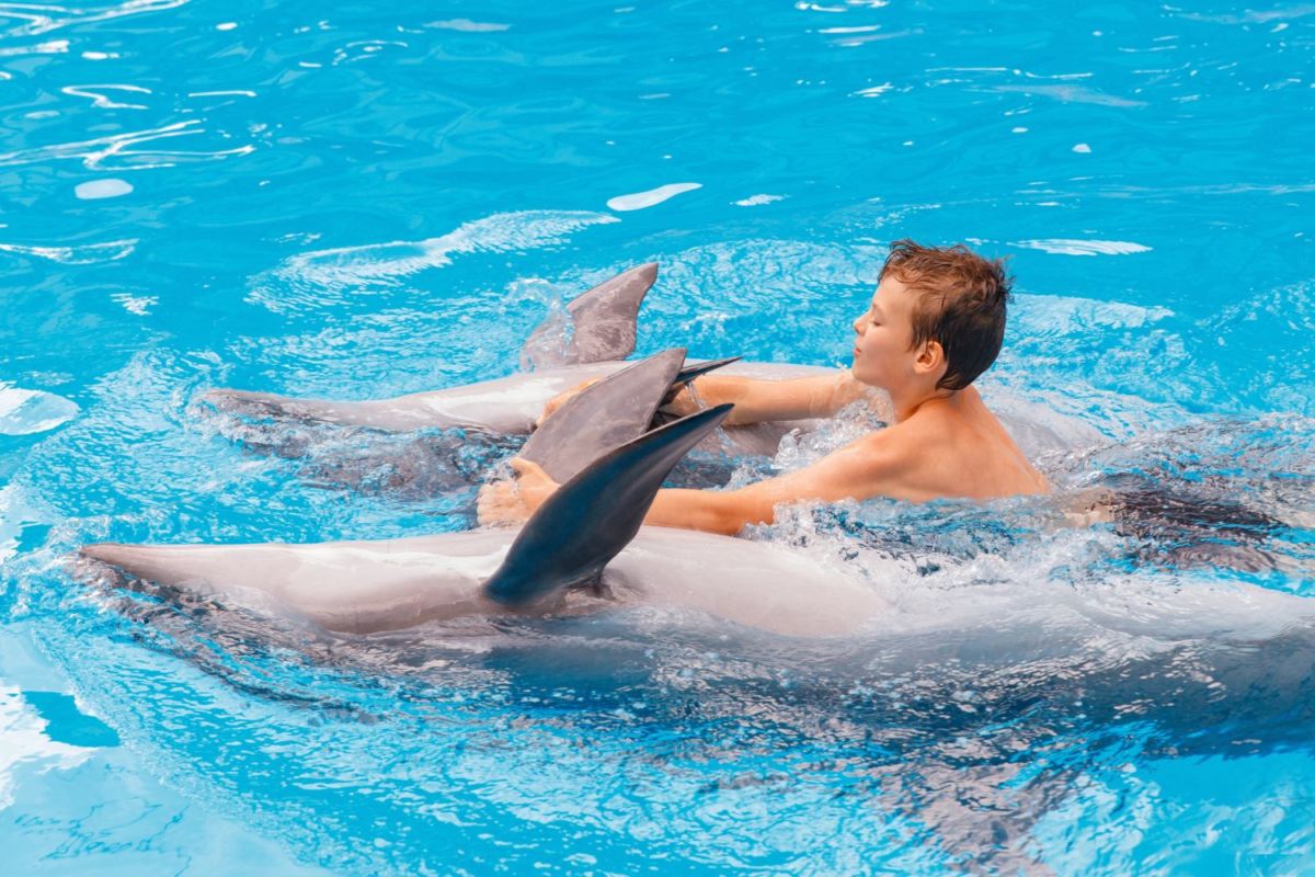 Nadar con delfines 