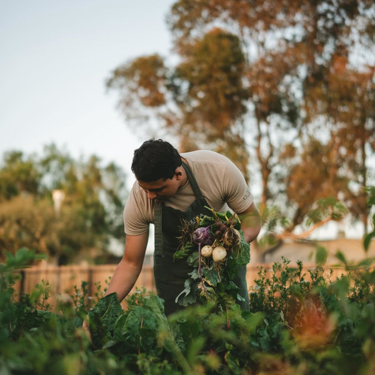 Olivea, un restaurante Farm to Table en Valle de Guadalupe