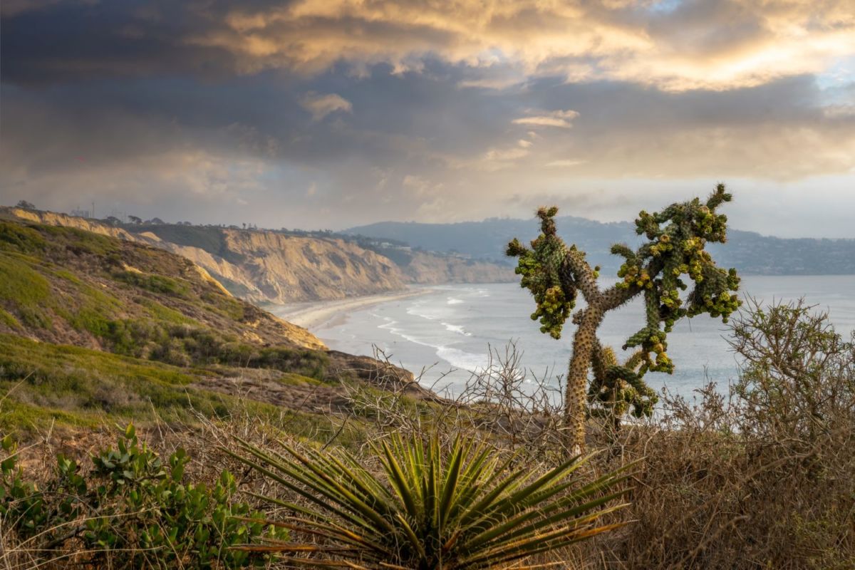 Torrey Pines