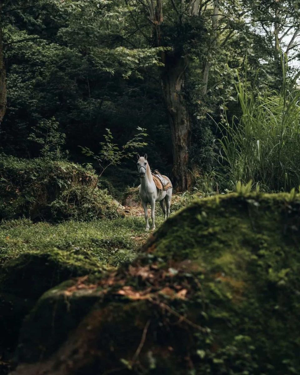 Está a solo 10 minutos de Xico y parece un bosque encantado
