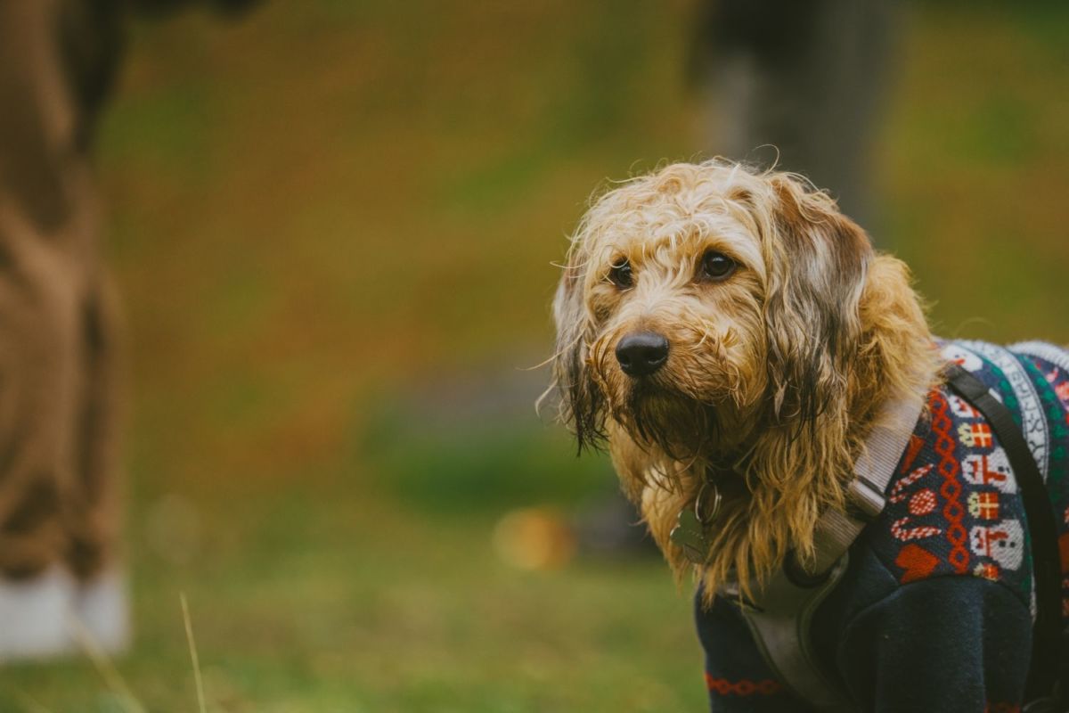 los espacios dog-friendly cerca de la CDMX son cada vez más populares