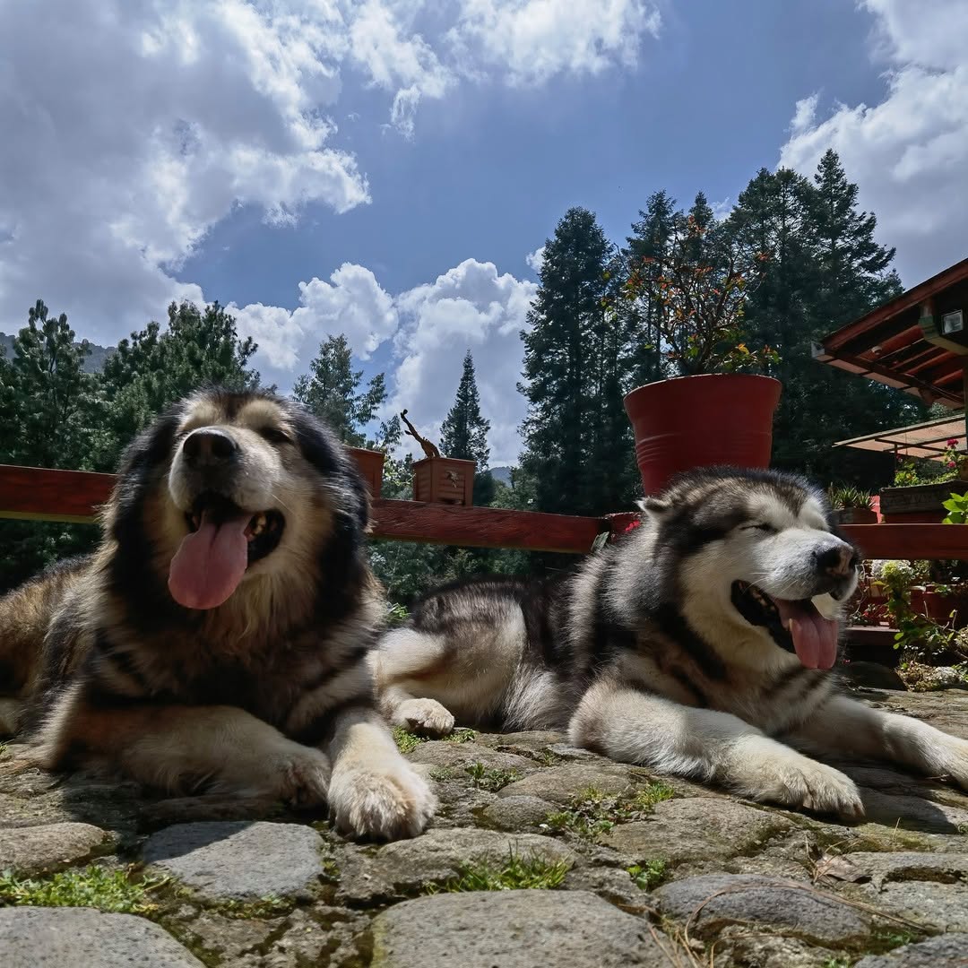 Campamento Las Manzanas destaca por sus espacios y actividades enfocadas 100% en perros