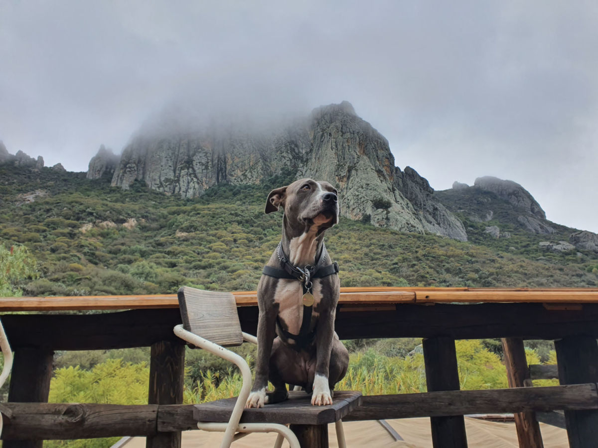 Puedes llevar a tu perrito al Camping Valle Sagrado