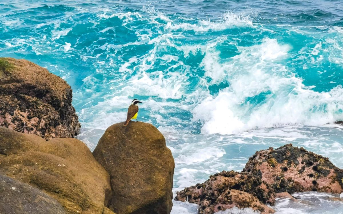 Olas en Zicatela, uno de los lugares que se espera sea popular entre los turistas este 2025