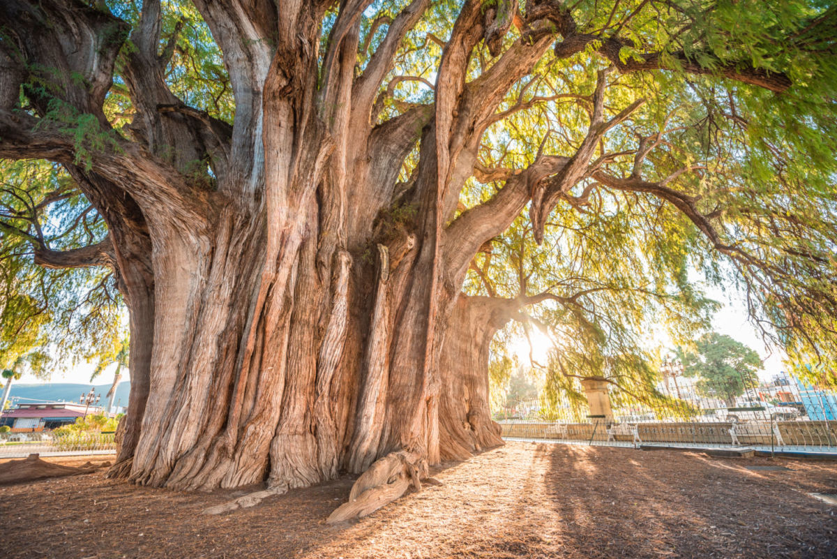 Con 38 metros de circunferencia el Árbol del Tule es considerado el más ancho del mundo