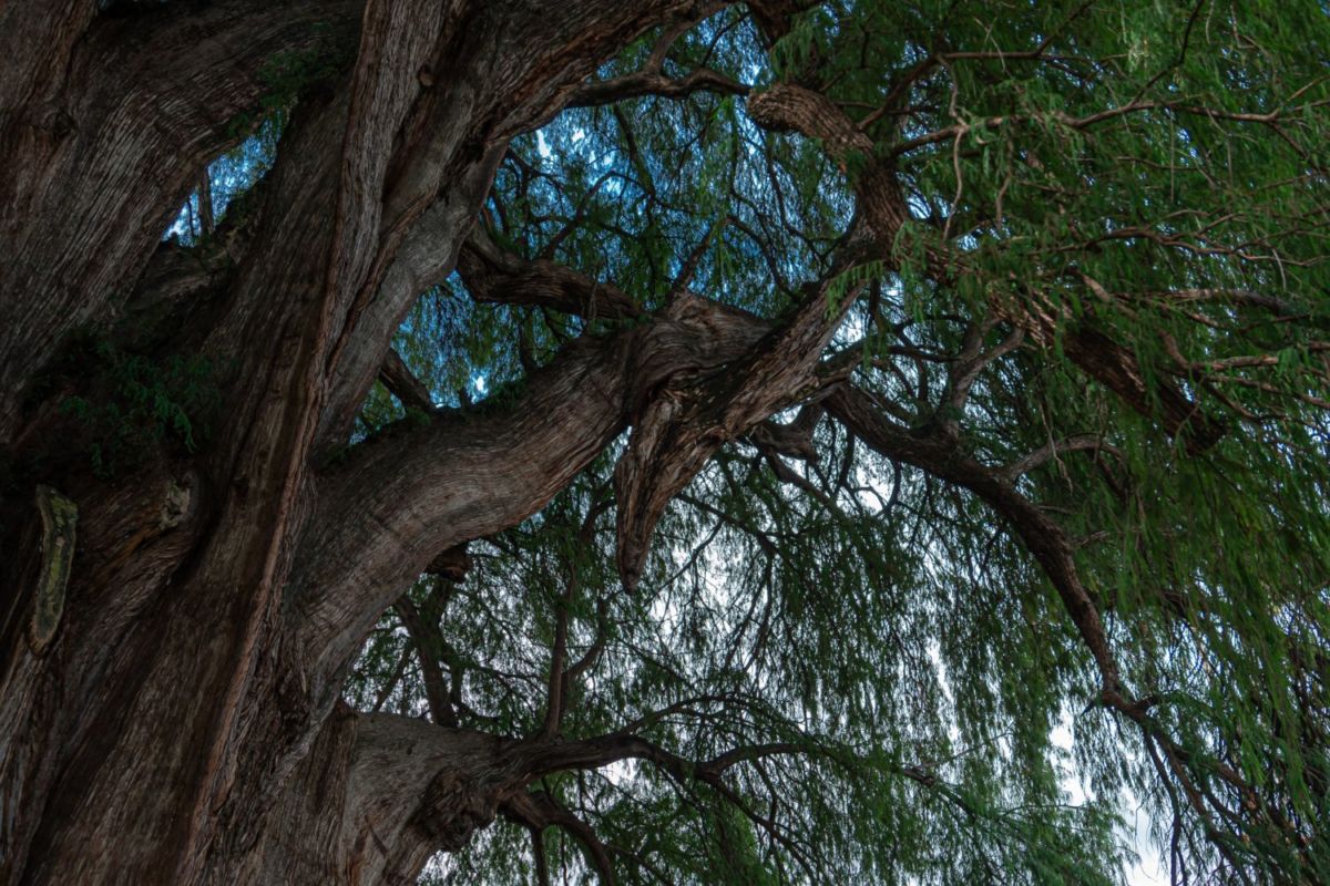 Se dice que estas ramas forman la figura de un venado en el Árbol del Tule