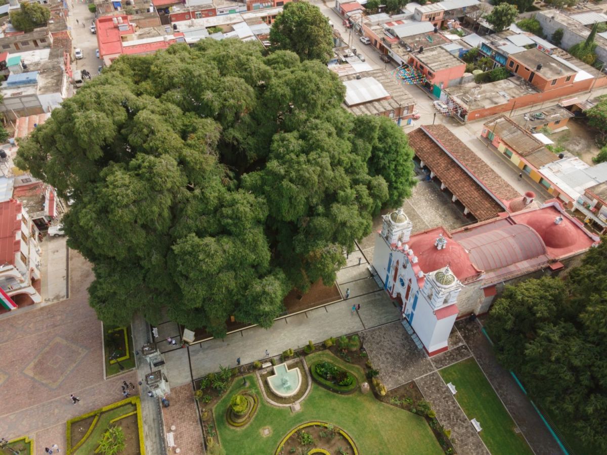 Vista aérea del Árbol del Tule en Santa María del Tule, Oaxaca