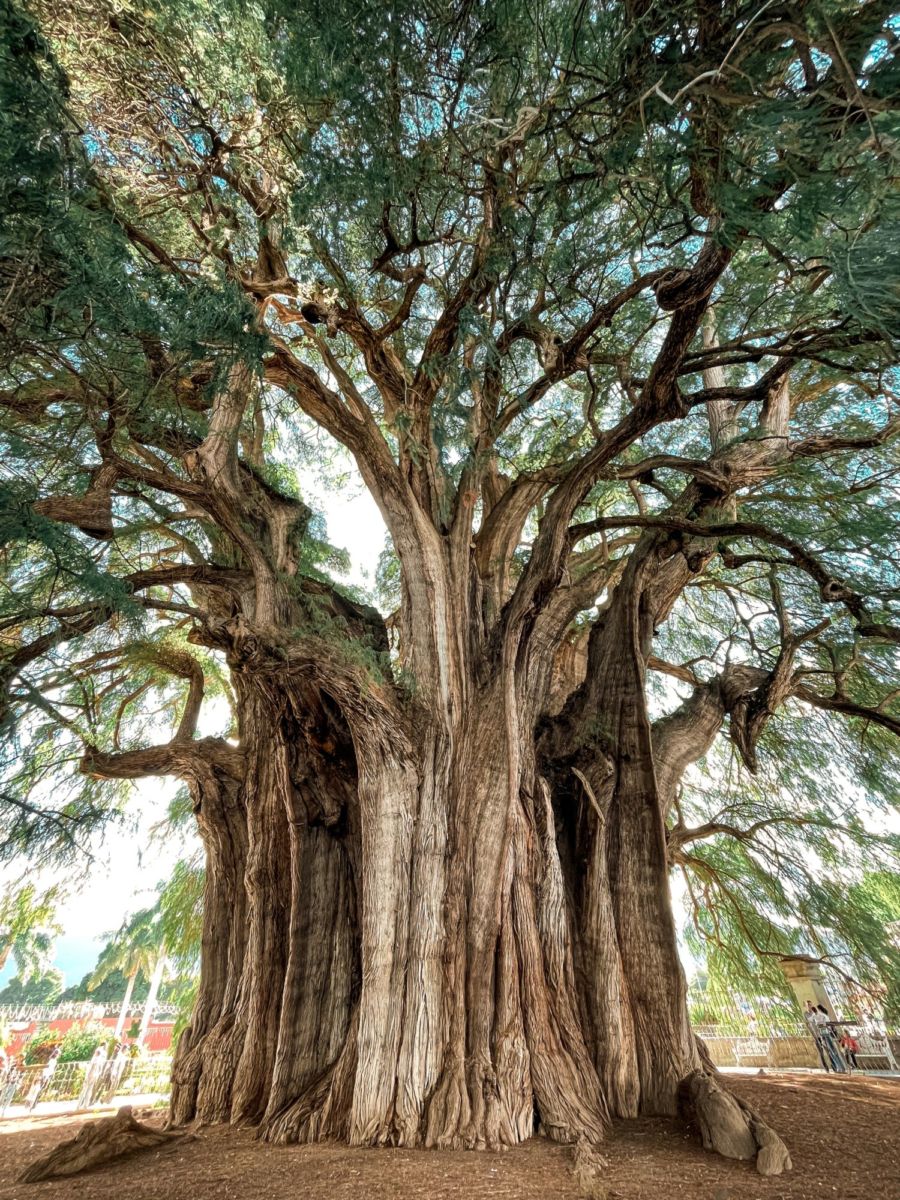 El Árbol del Tule es un ahuehuete o sabino con una edad de más de 2 mil años