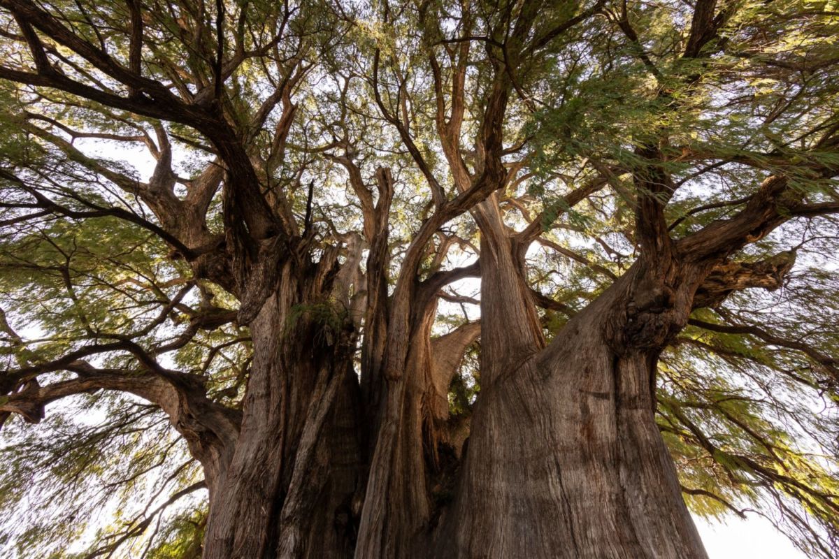 Sus ramas se extienden hasta los 50 metros. 