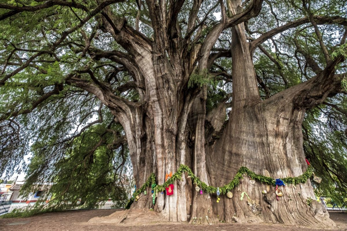 El Árbol del Tule adornado para Navidad