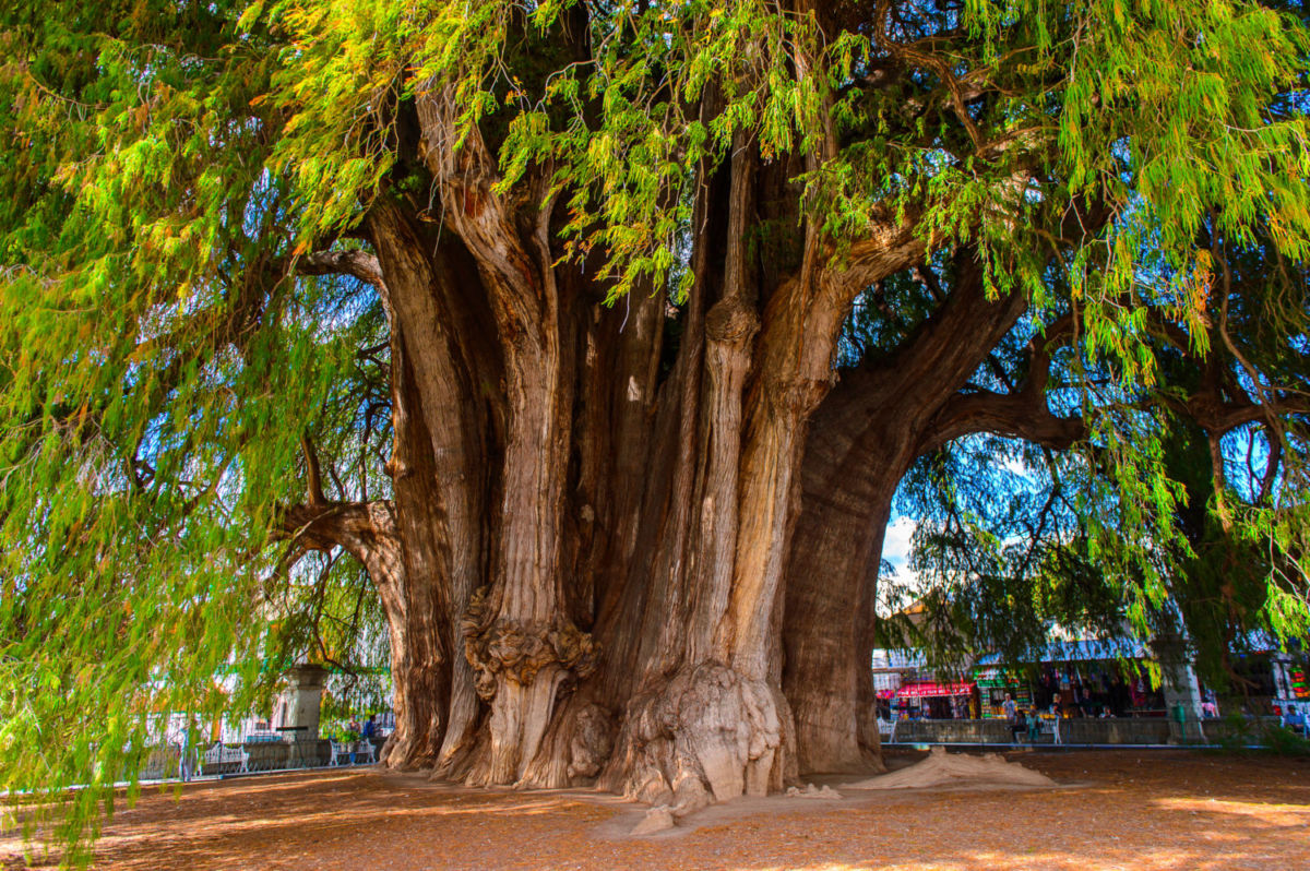Un árbol especial que tienes que conocer cuando visites Oaxaca
