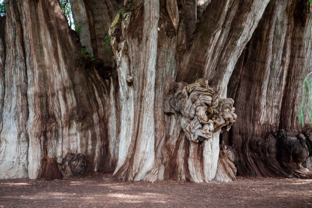 Figura de la cabeza de un león en el tronco del Tule.
