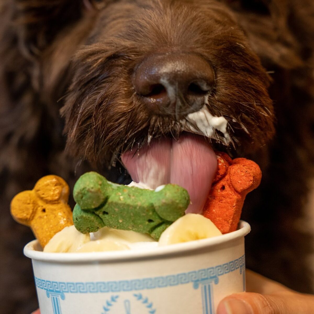 Helados para perros en la CDMX por Mygyo. 