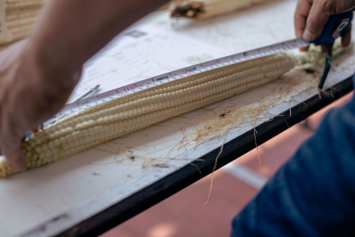Midiendo el elote más grande de Jala, Nayarit