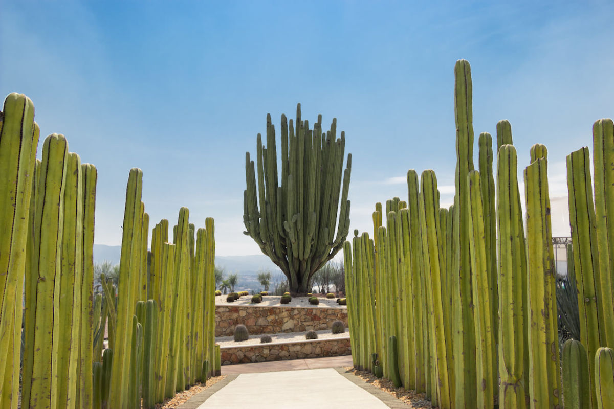 Jardín de cactáceas
