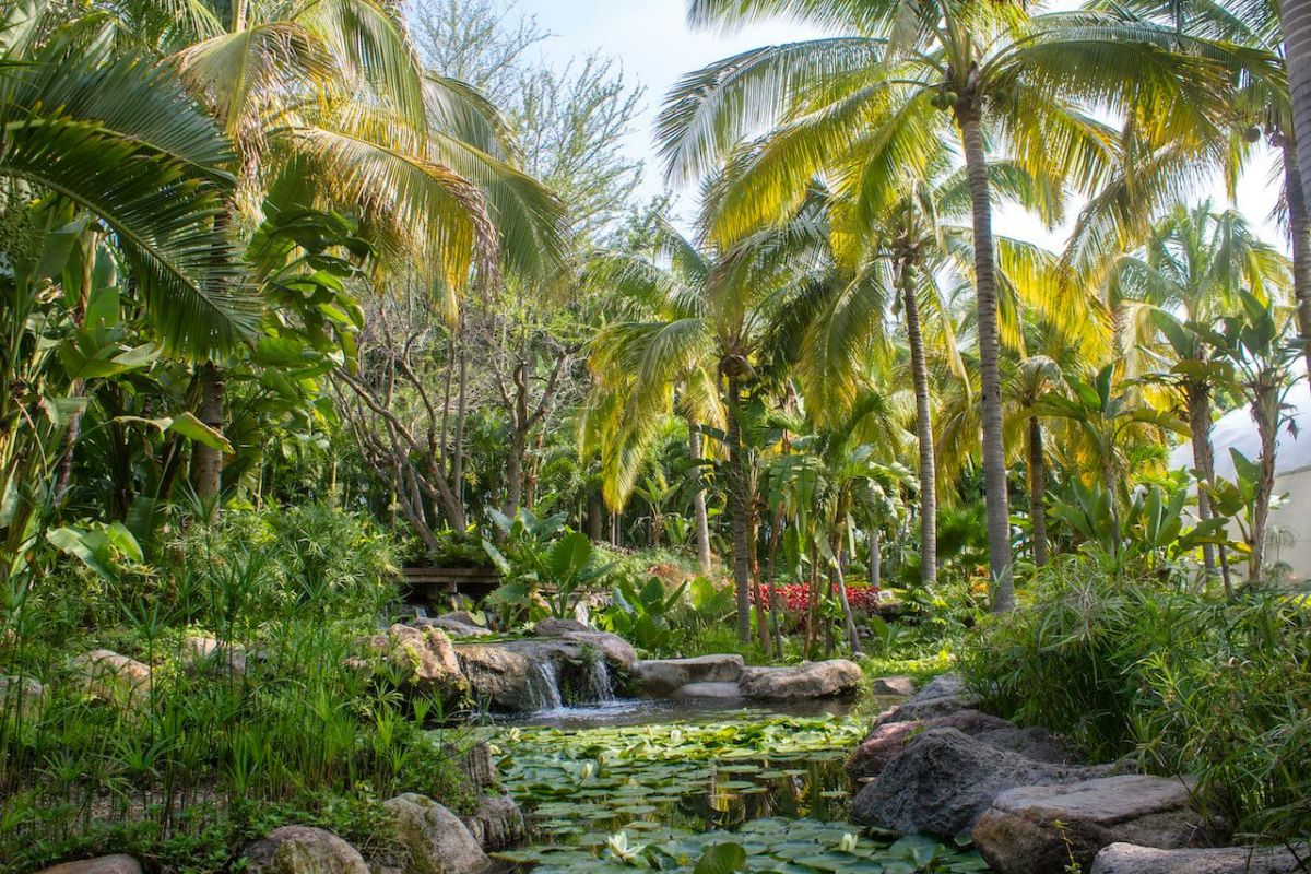 Jardín tropical 