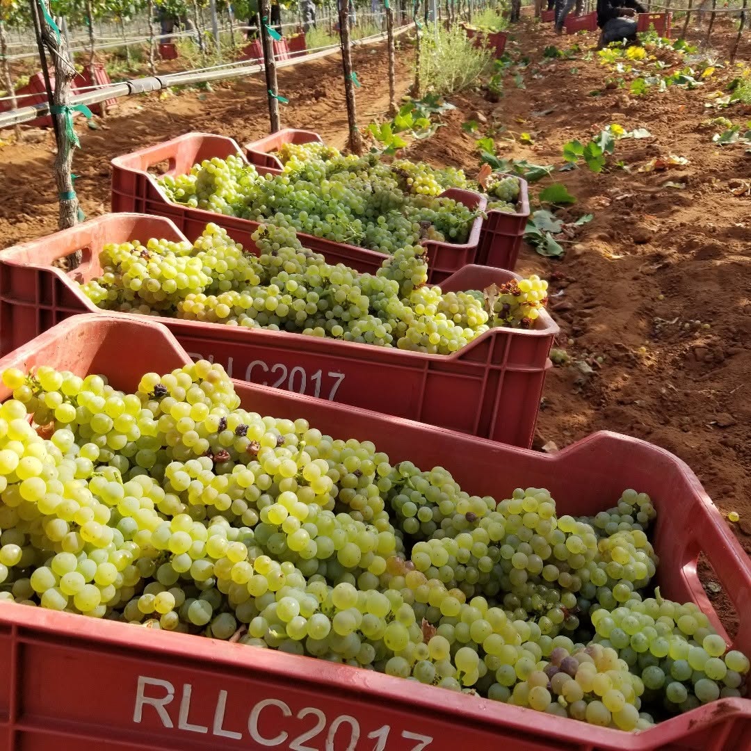 Cosecha de uvas en viñedo Lechuza, Ensenada Baja California.