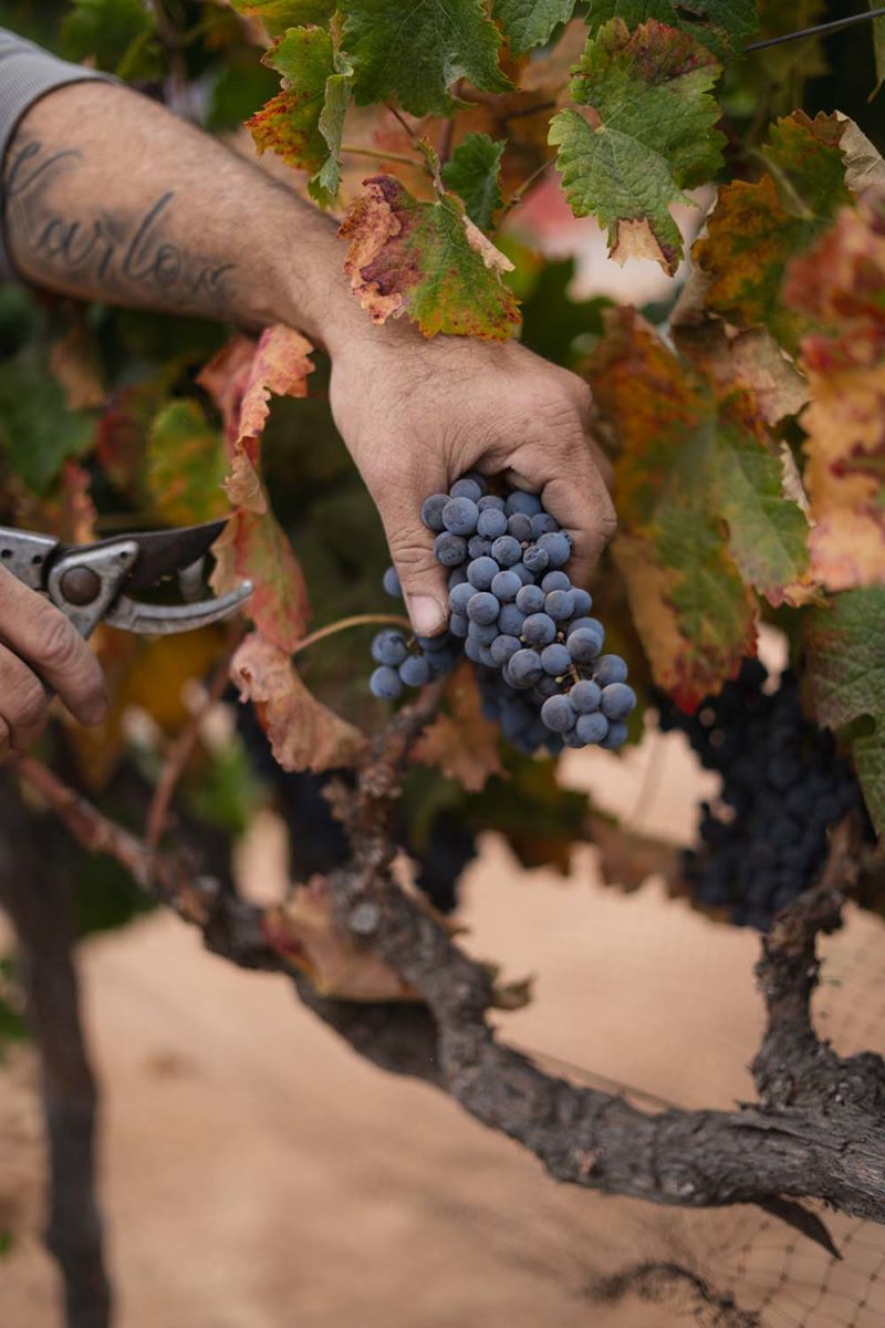 Cosecha en Valle de Guadalupe, Lechuza Viñedos. 