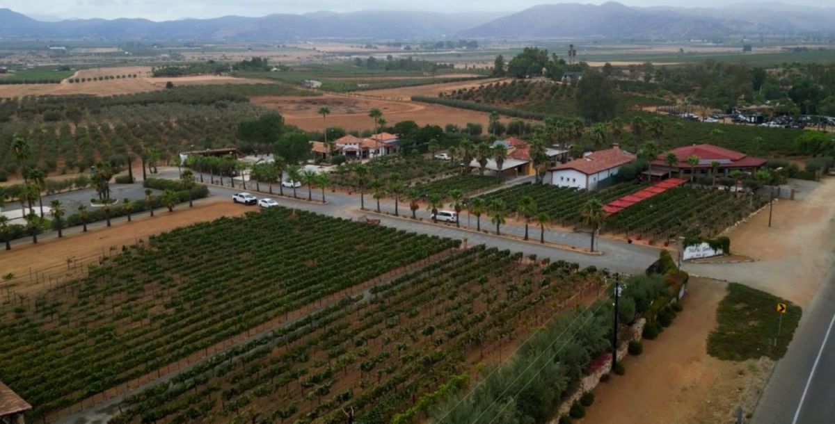 Lechuza Viñedos en Valle de Guadalupe.