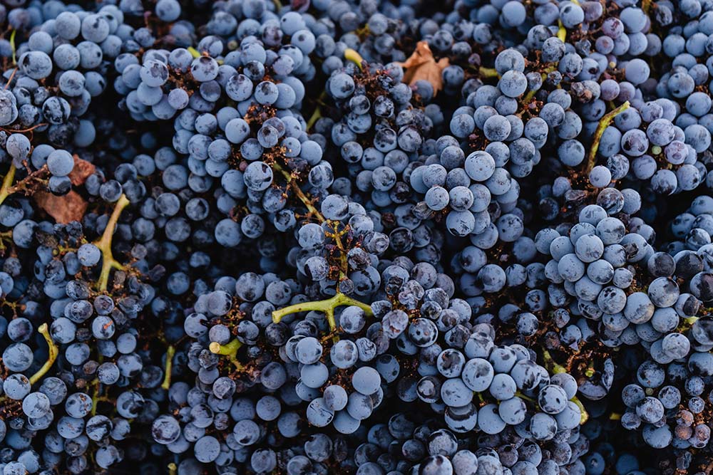 Uva cosechada de Vinos Lechuza, en Ensenada Baja California. 