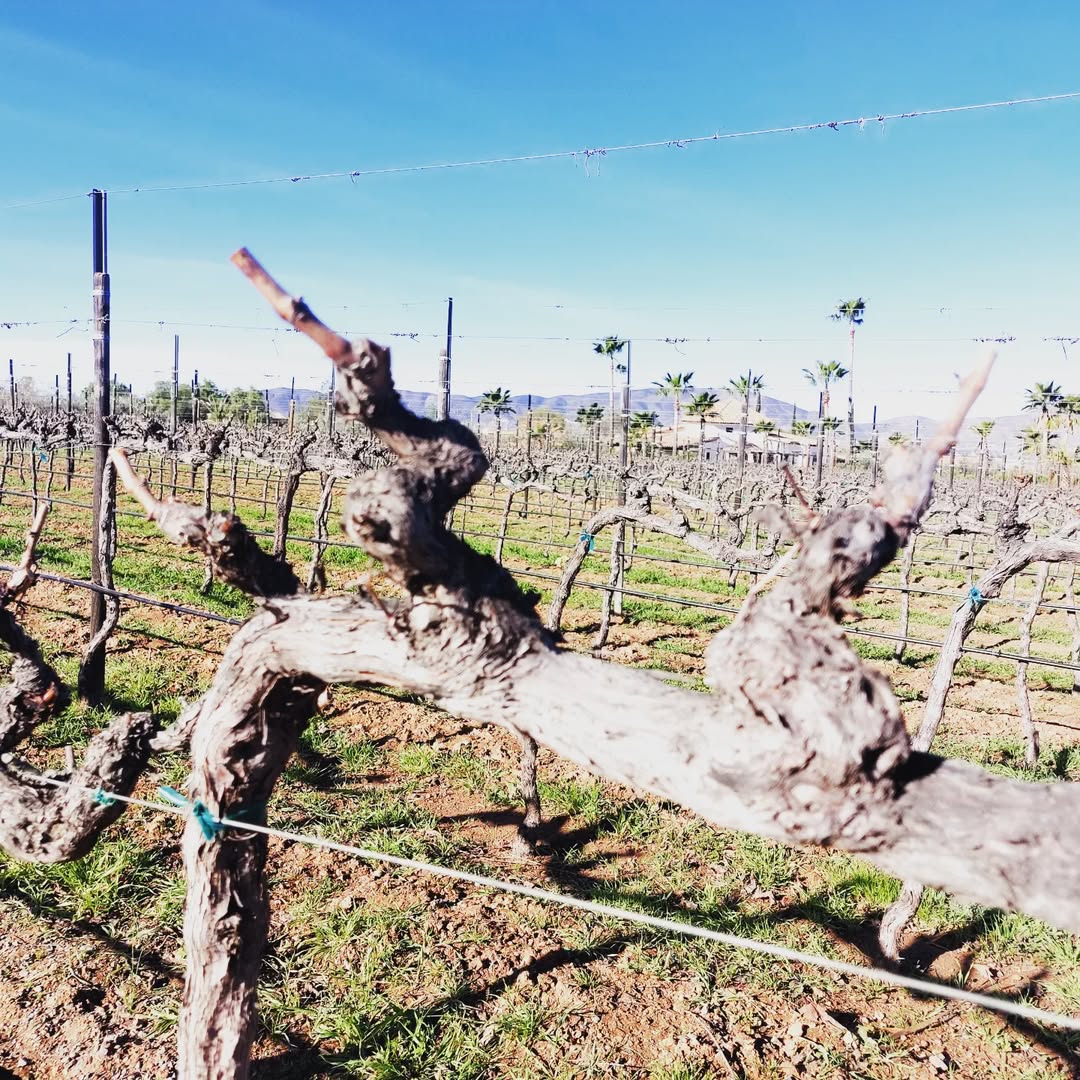 Vid en Lechuza Vineyard, Valle de Guadalupe. 