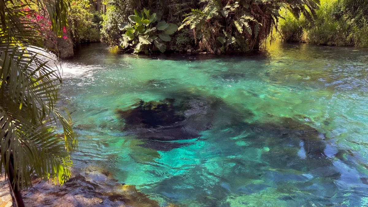 El Borbollón es el manantial más grande de Morelos 