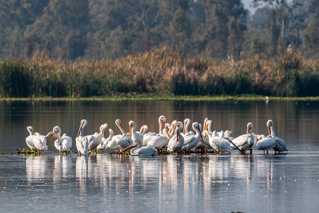 En el recorrido podrás ver hermosas garzas y otras especies migratorias