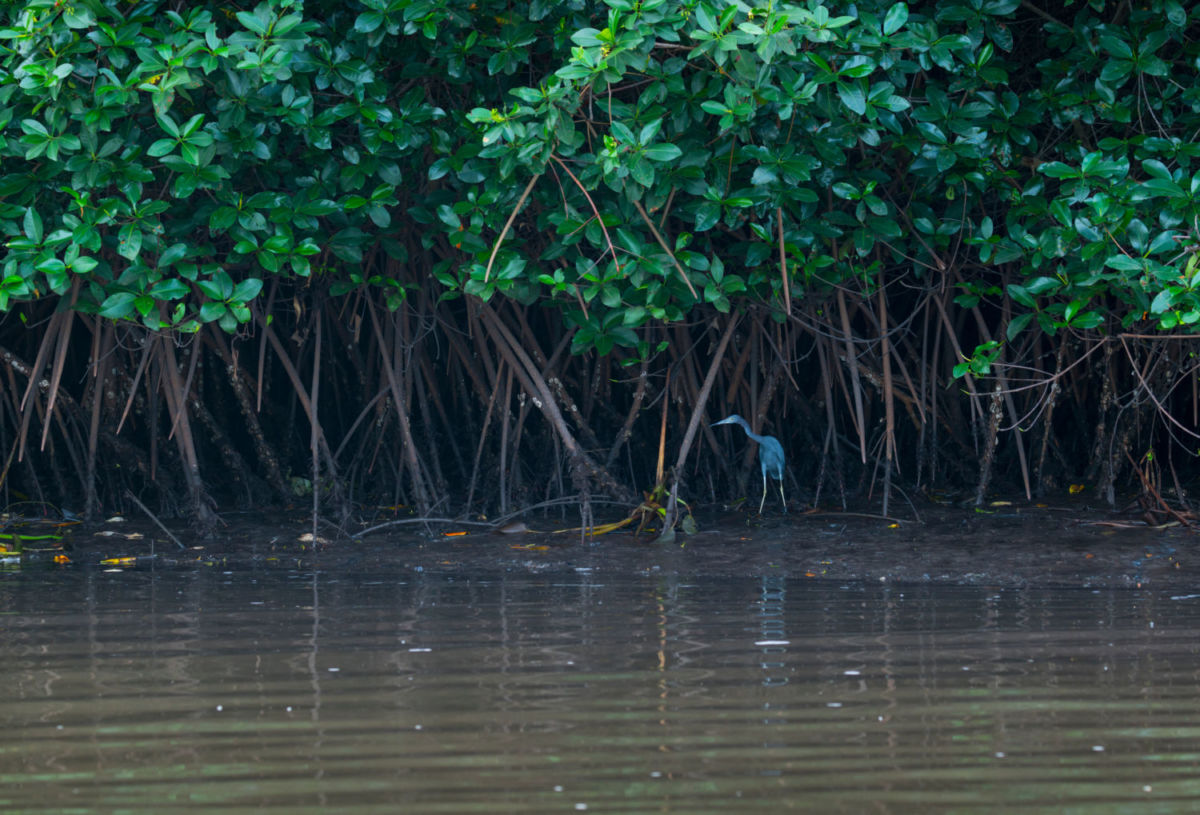 Reserva natural en Nayarit 