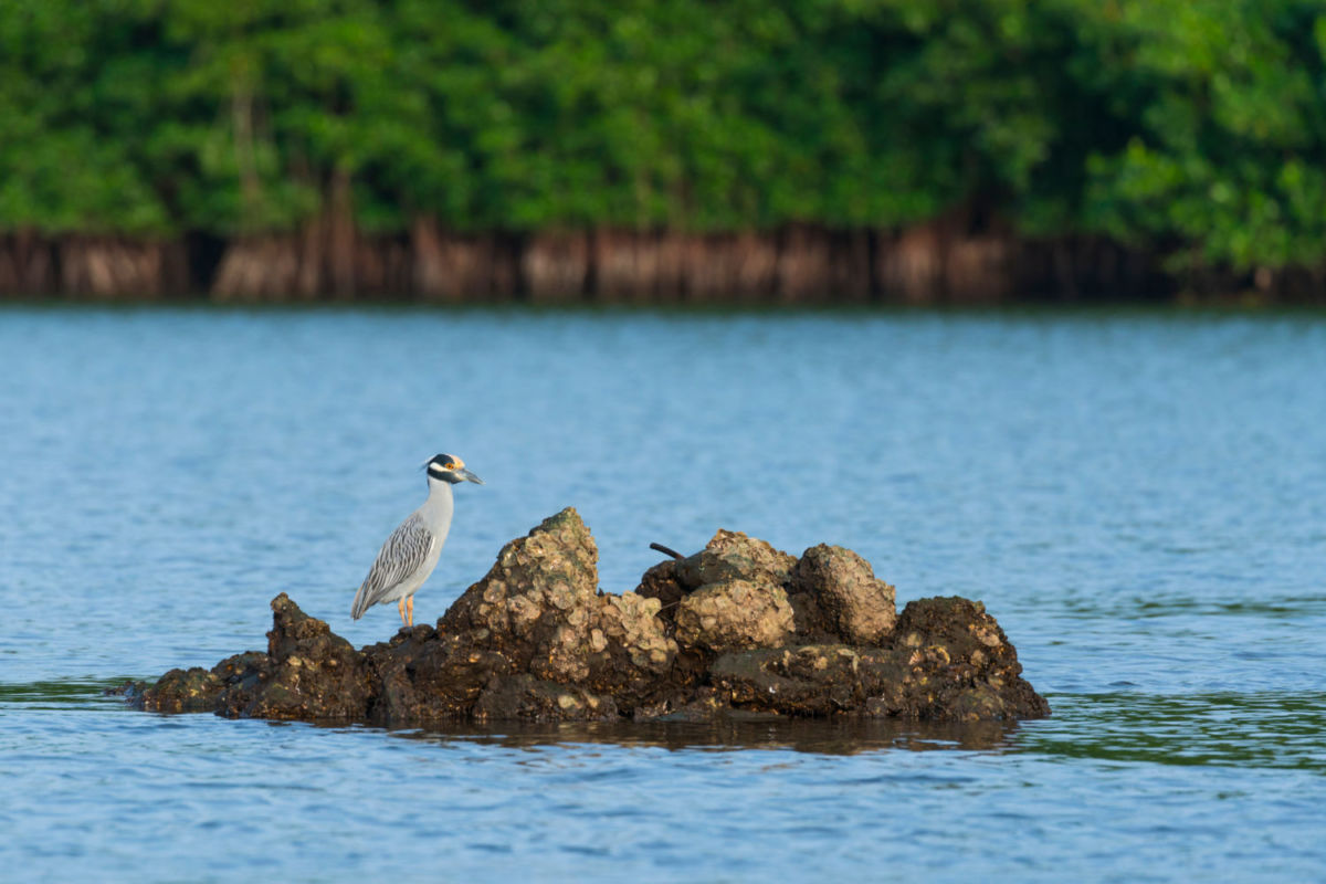 Parque Nacional La Tovara