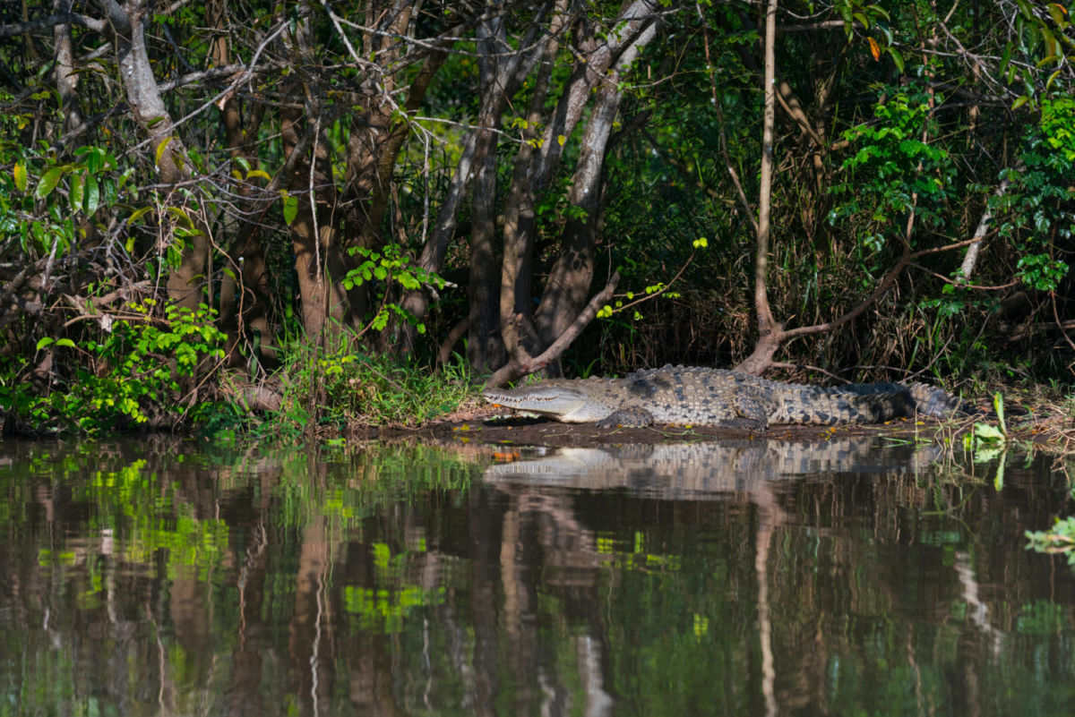 Parque Nacional La Tovara es un sitio RAMSAR 