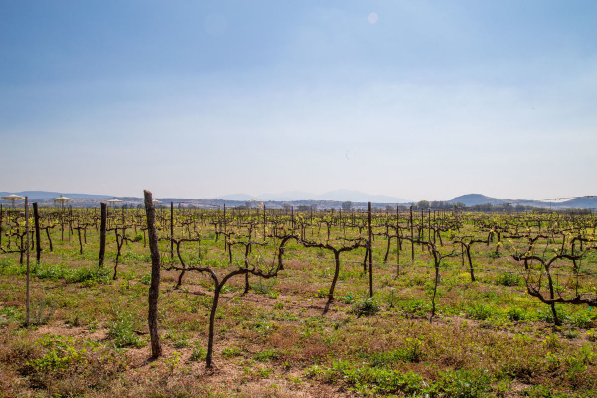 Viñedo en Querétaro