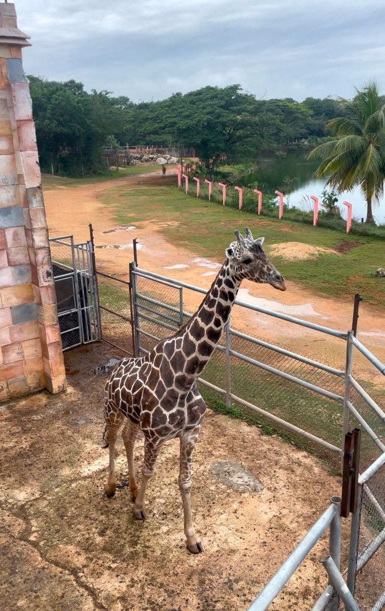 Una jirafa en el Zoológico Animaya de Mérida
