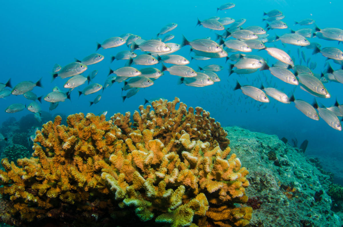 fauna marina en Los Cabos