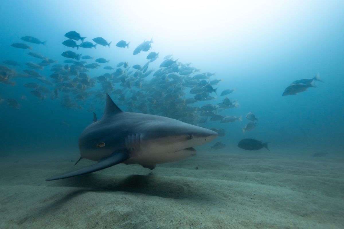 Tiburones en el Parque Nacional Cabo Plumo