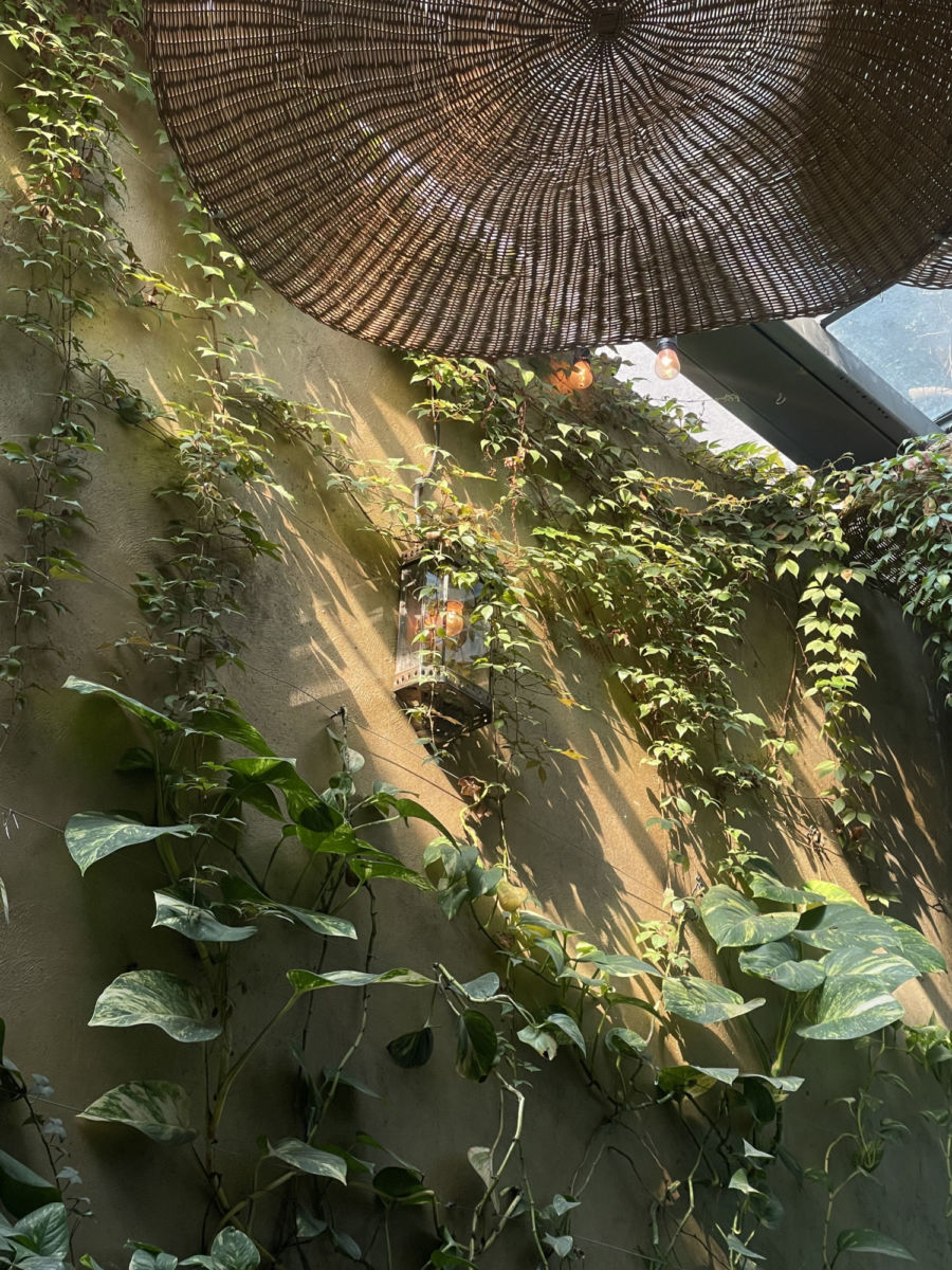 Luz natural en el patio trasero de Sonia