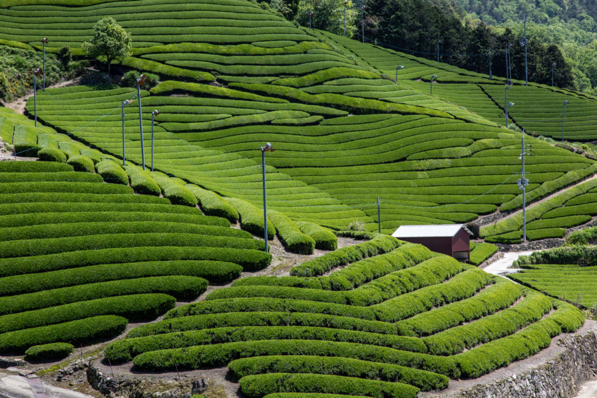 Plantío de té verde en Uji, Japón. 