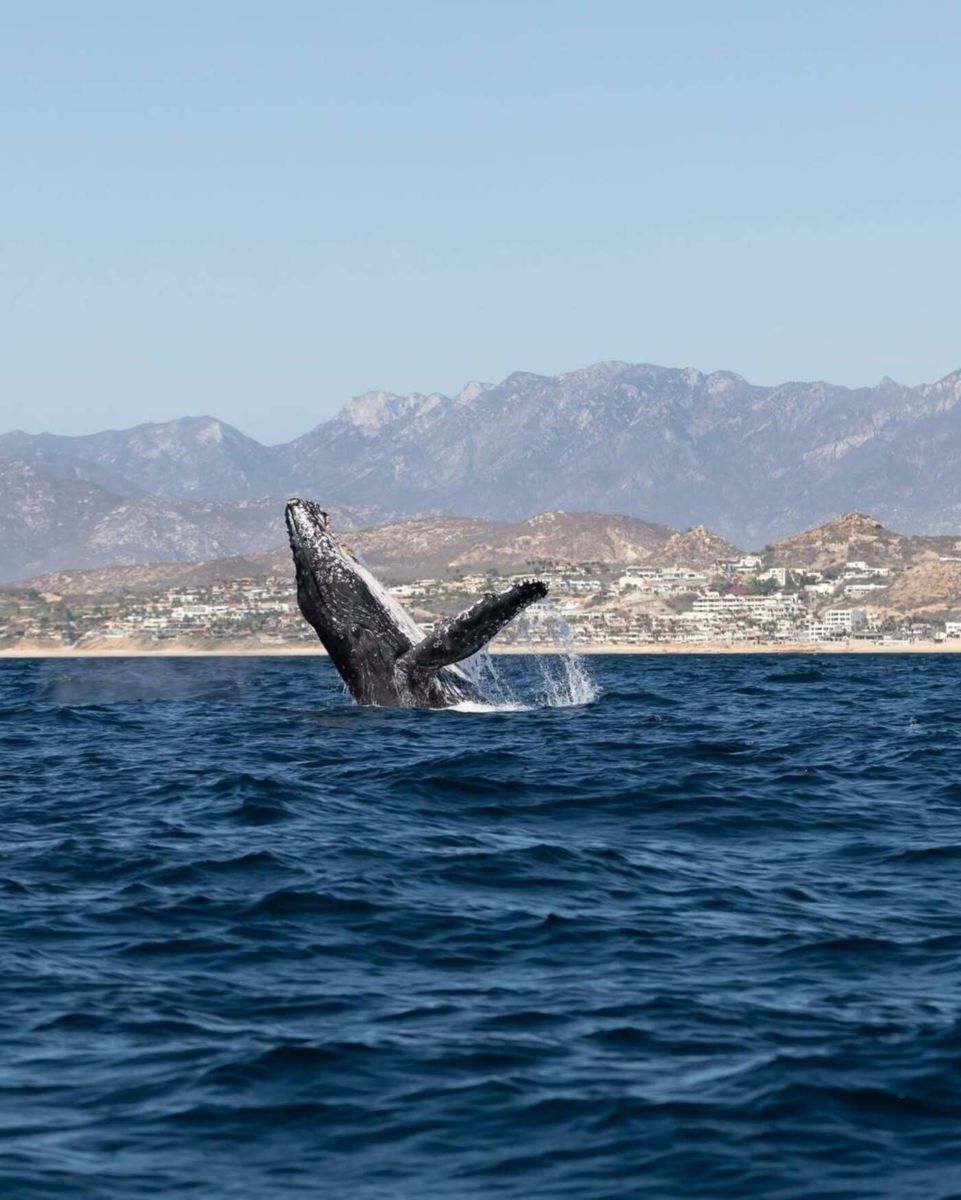 Avistamiento de ballenas en Los Cabos. 