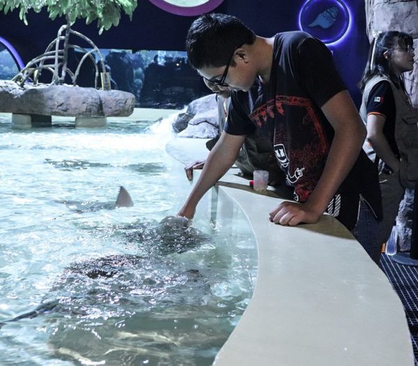 El acuario en la CDMX que pocos conocen, pero que está entre los más ...