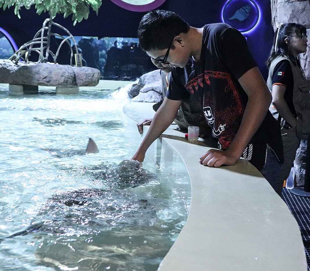 En el Acuario Michin puedes alimentar una raya