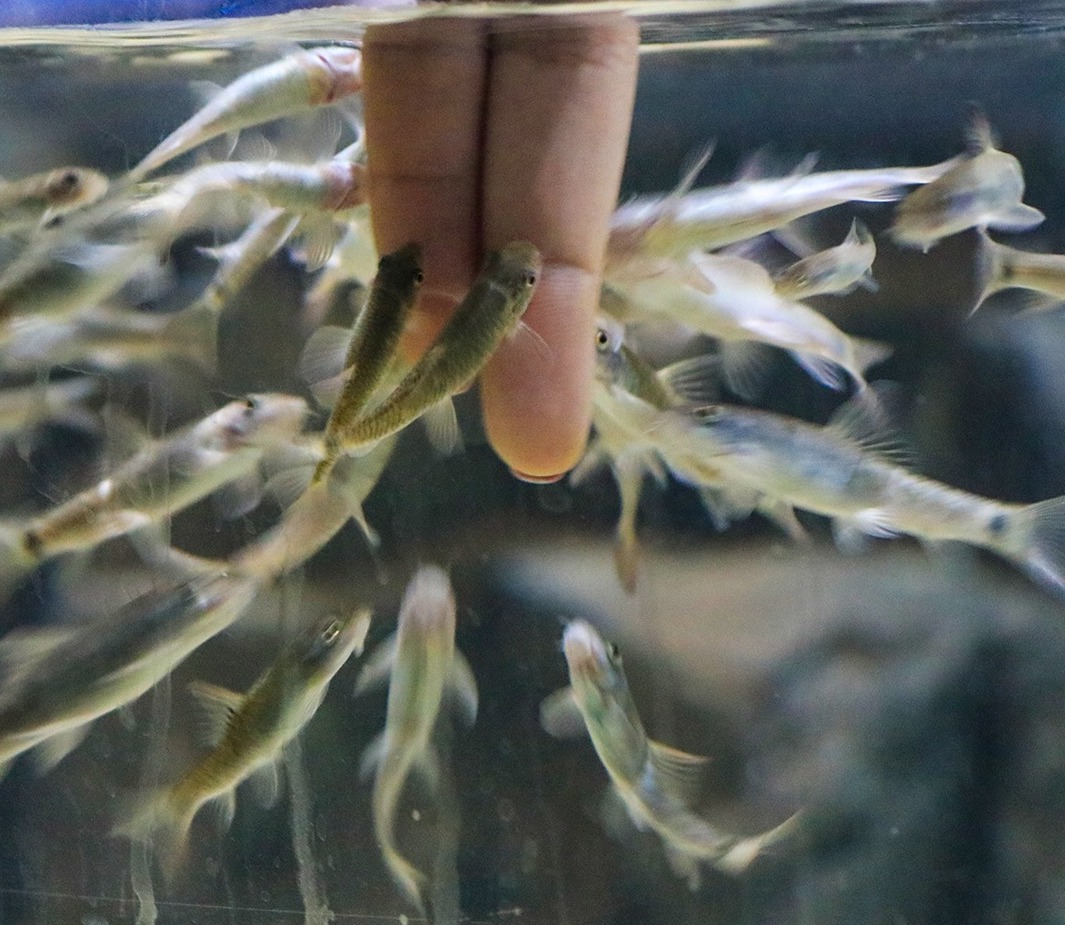 Un acuario interactivo donde puedes acercarte a los animales 