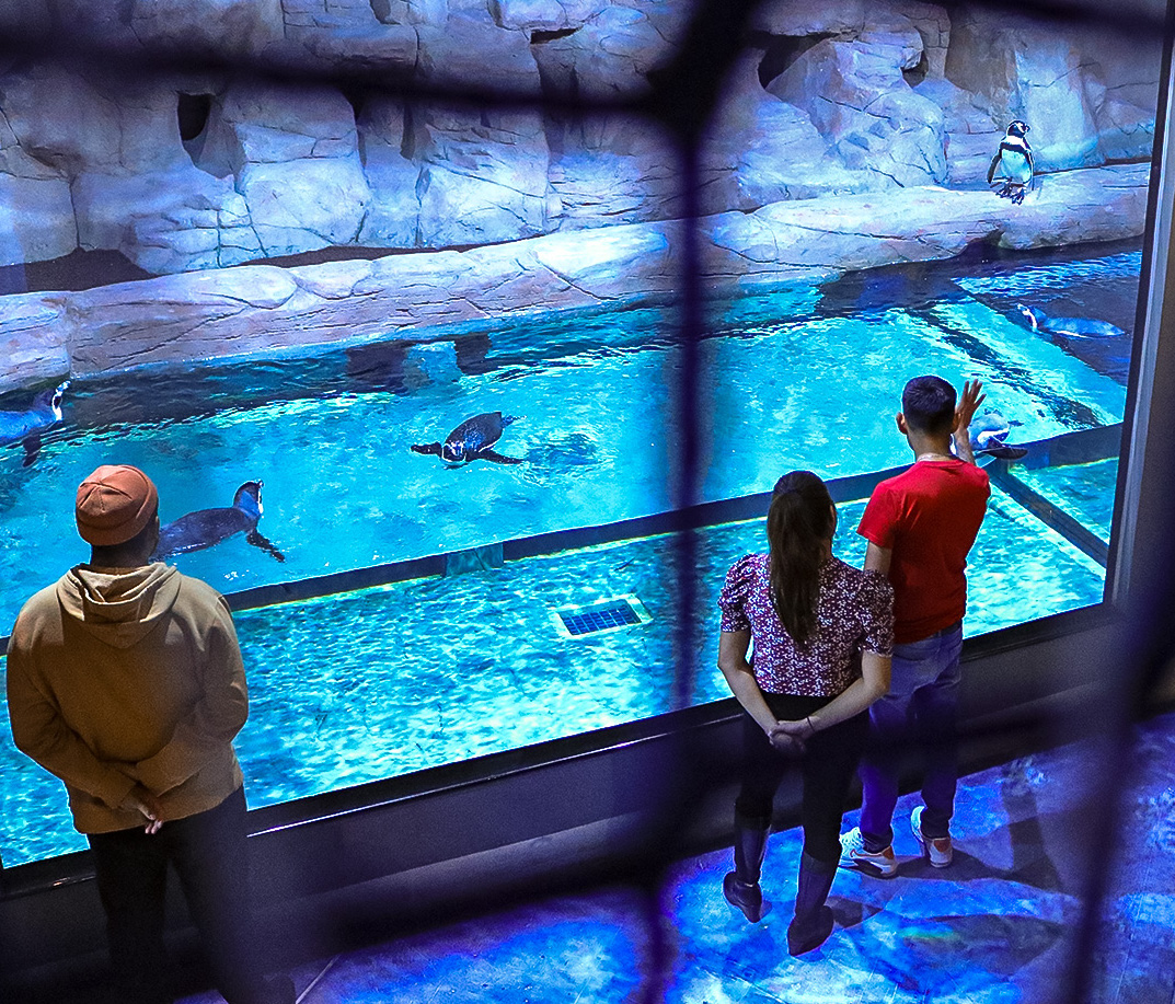 Un acuario donde puedes ver más de 300 especies de peces