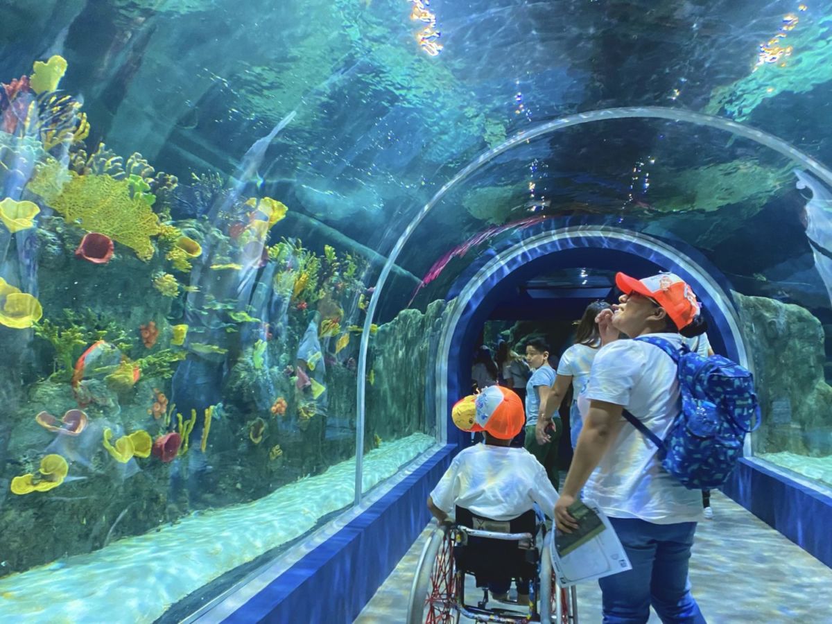 Un acuario interactivo en la CDMX