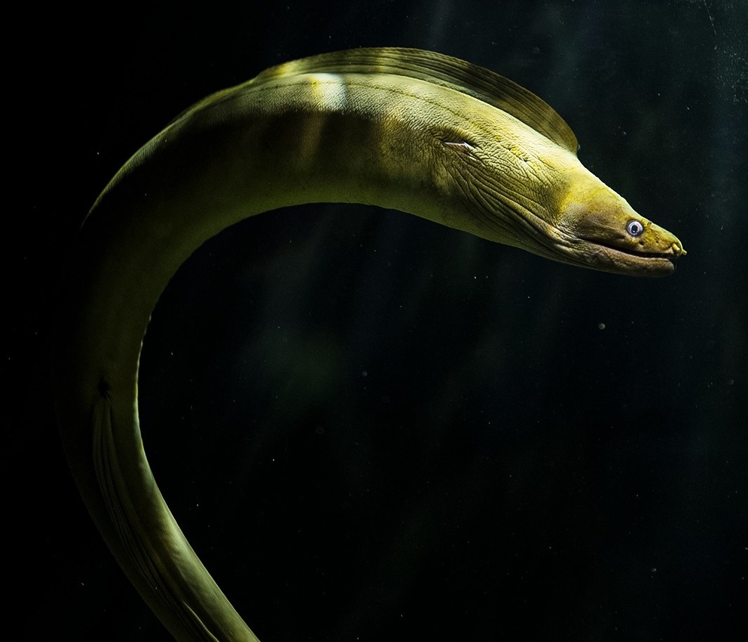 El Acuario Michin alberga casi 10,000 organismos vivos