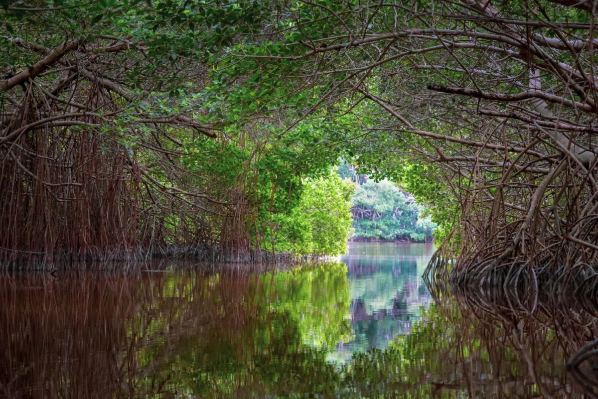 manglares de Celestún
