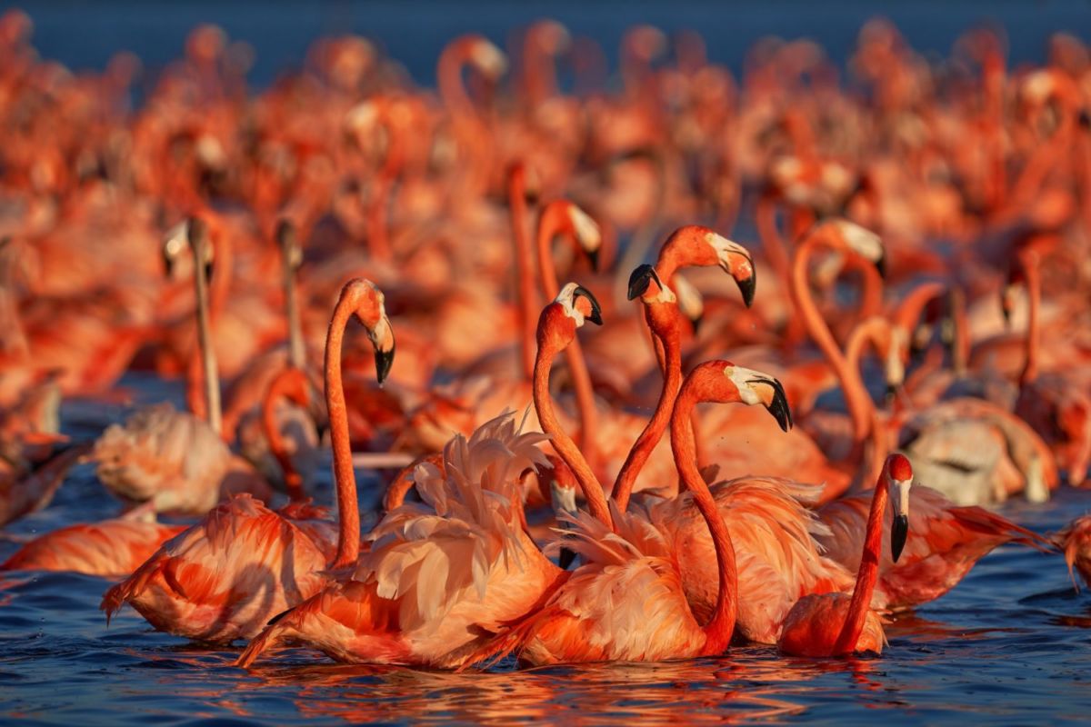 Los flamencos más rosas del mundo viven en Celestún