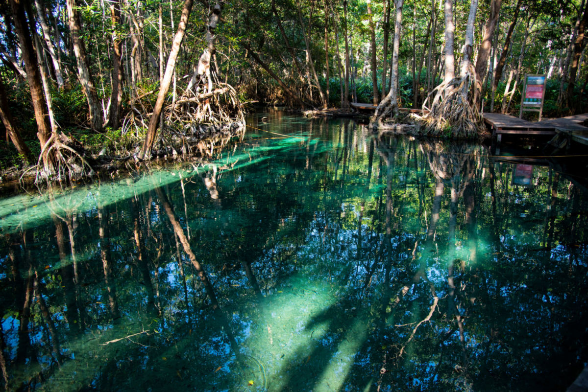 En Celestún hay más de 40 ojos de agua, y en algunos se puede nadar