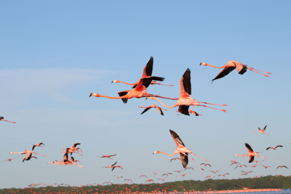 Se estima que en Celestún viven más de 50 mil flamencos