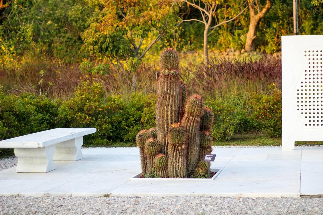 La Plaza del Cactus en Tepoztlán
